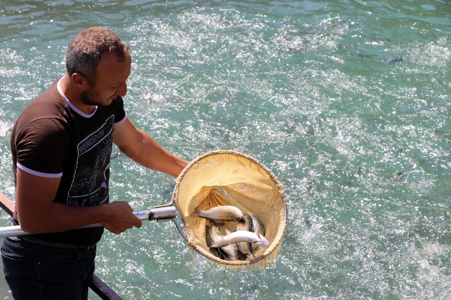 Torul barajında alabalık üretimi 30