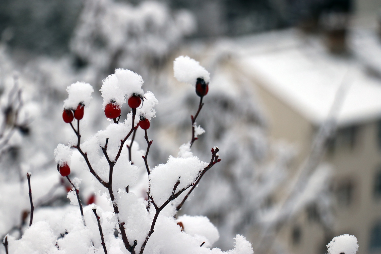 Gümüşhane’de kar yağışı etkili oldu 1