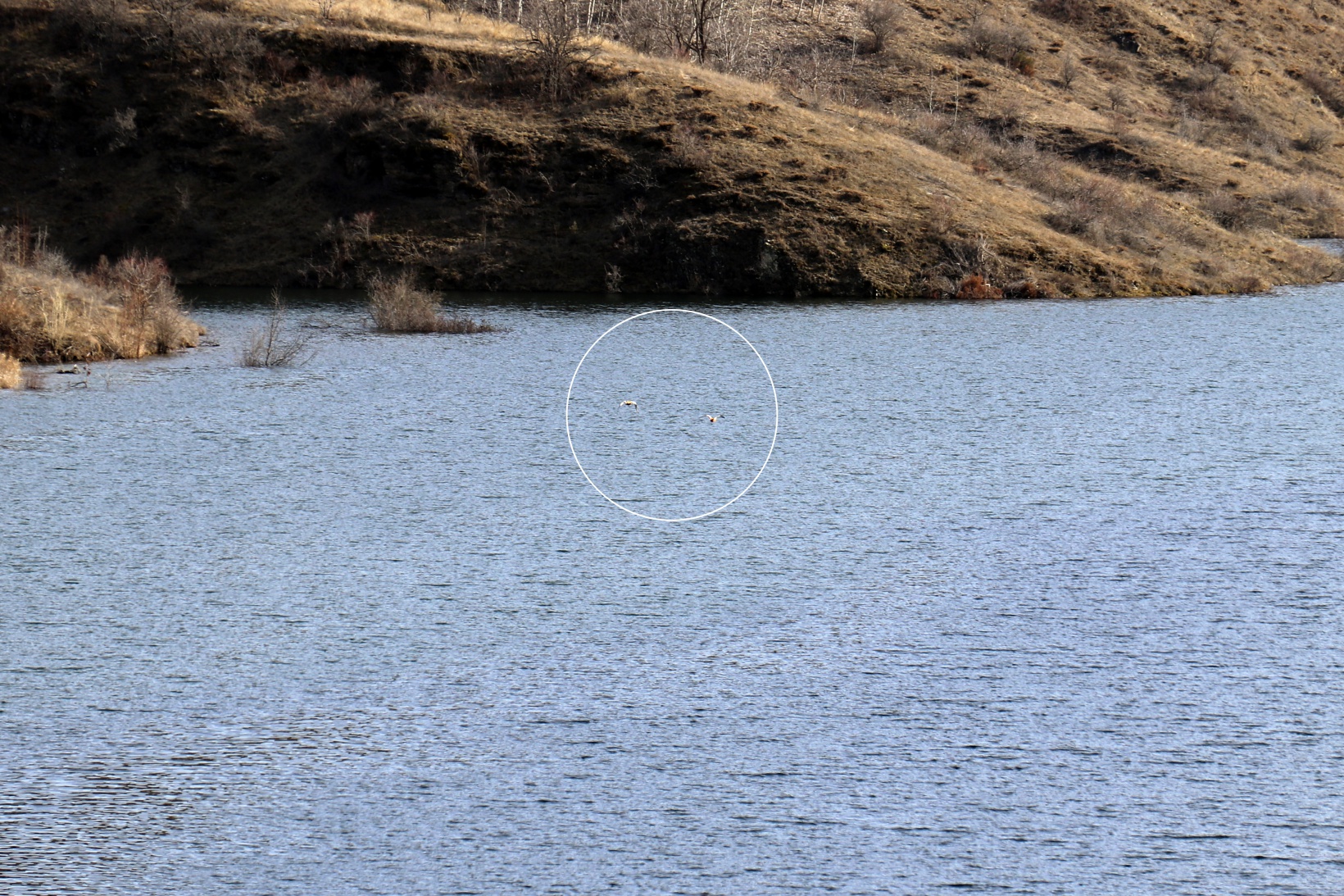 Bahçecik Barajı göçmen kuşların mekanı oldu 9