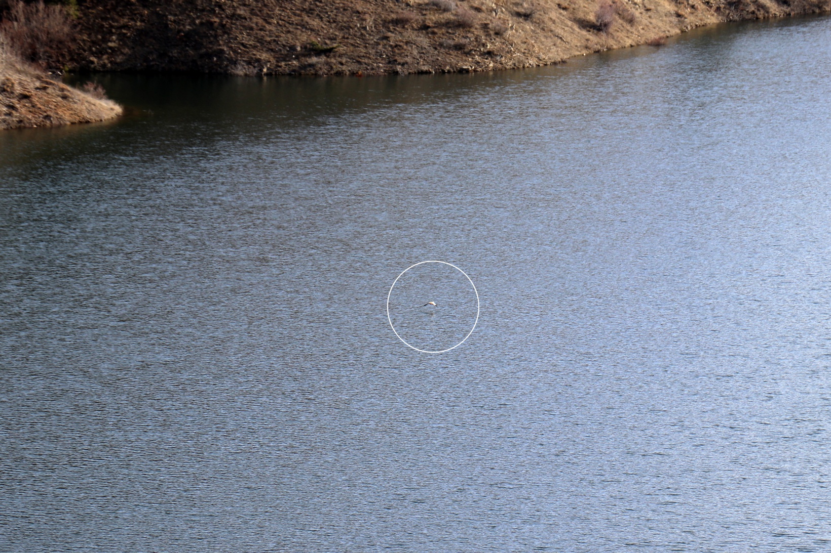 Bahçecik Barajı göçmen kuşların mekanı oldu 10