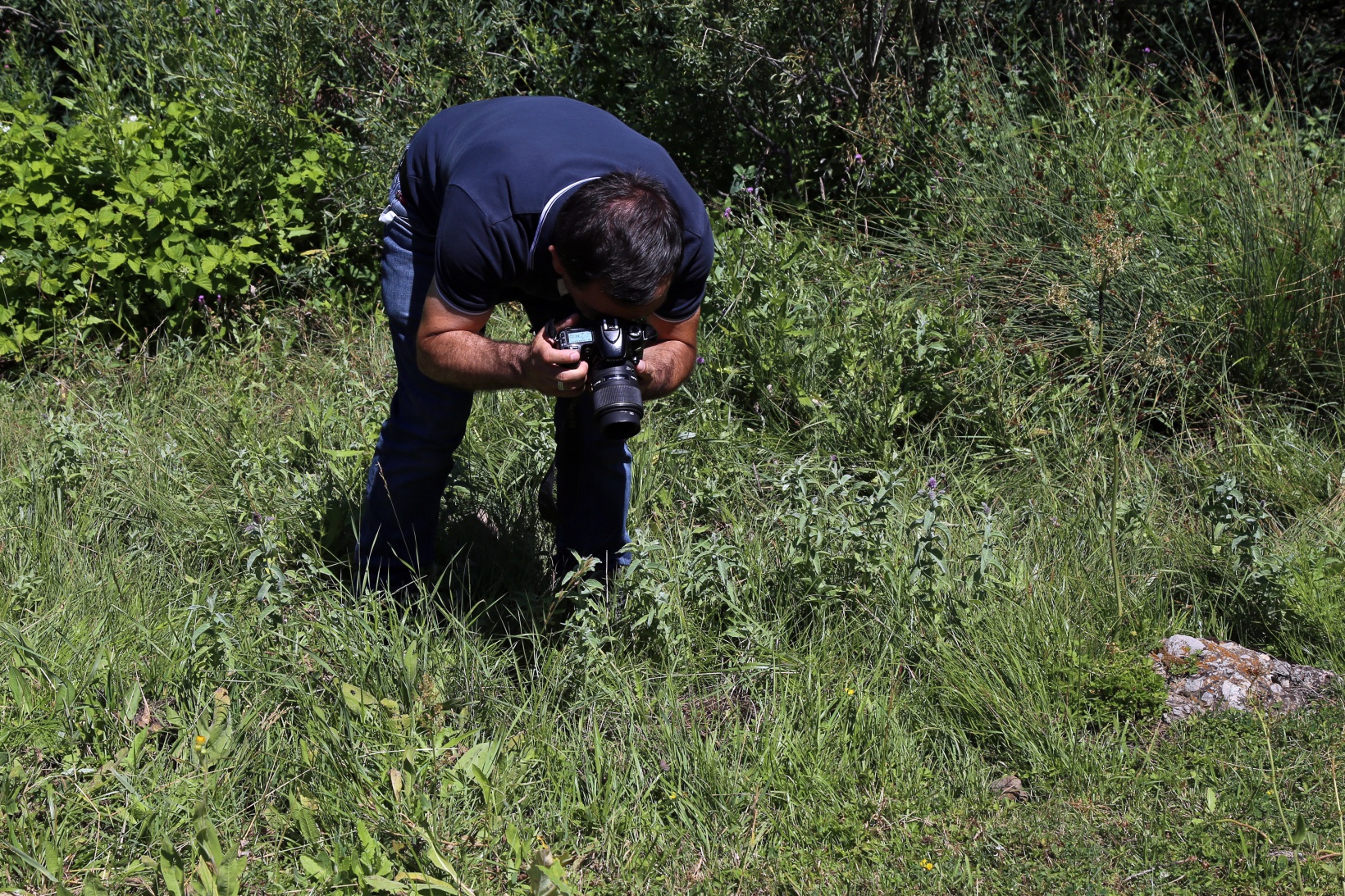 Kelebekler yok oluşun eşiğinde 6