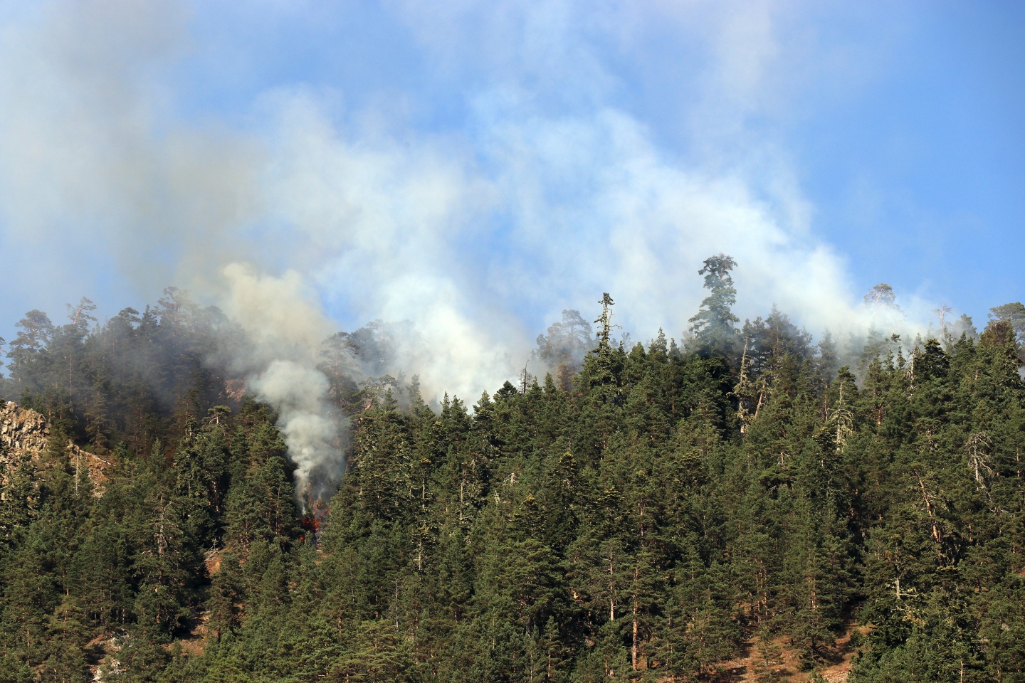 Gümüşhane'de orman yangını 4