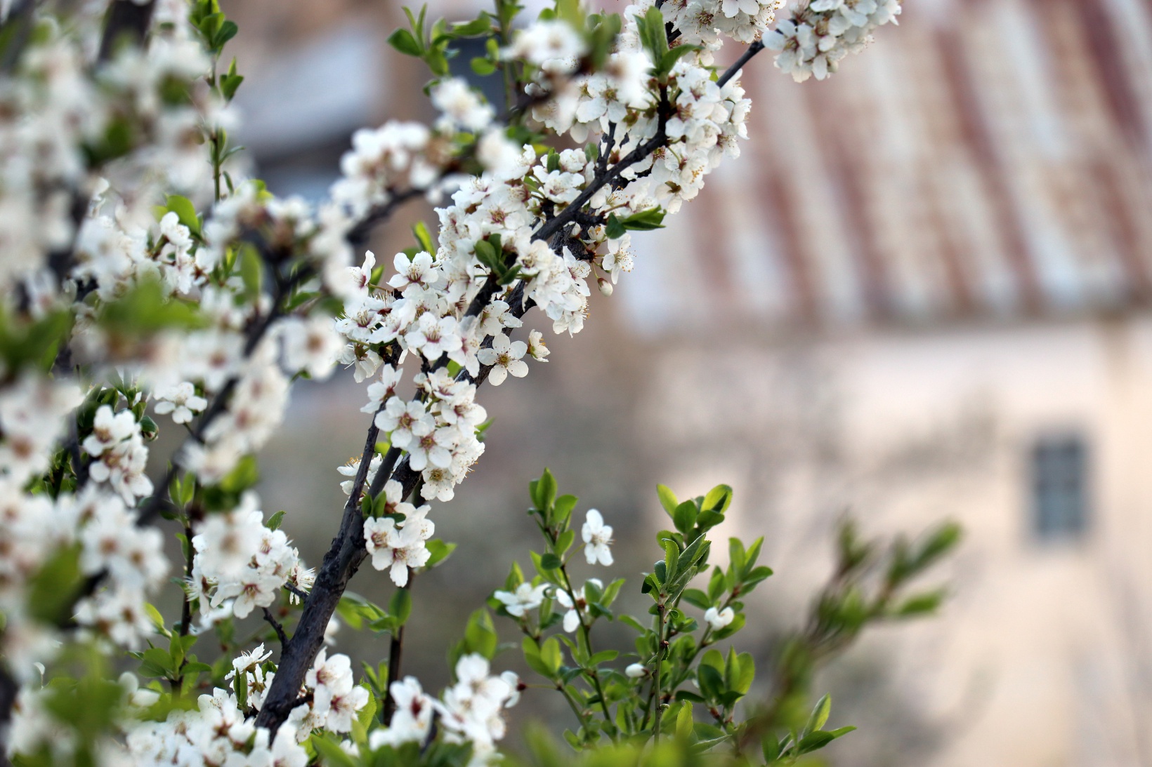 Tarihi mahallede bahar güzelliği | Süleymaniye çiçek açtı 32