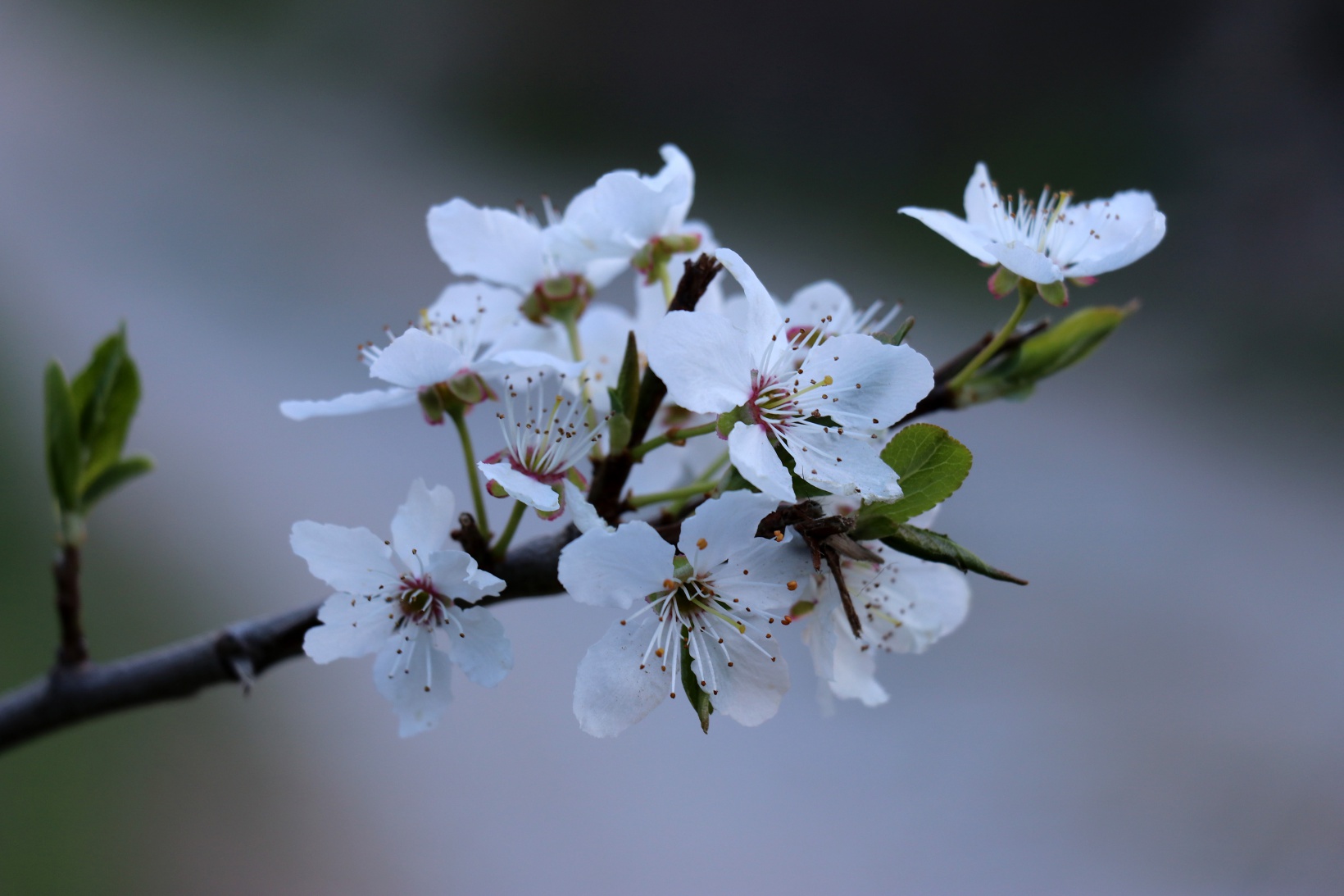 Tarihi mahallede bahar güzelliği | Süleymaniye çiçek açtı 38
