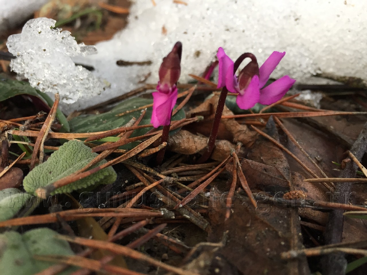 TEMA kuşları yemledi 10
