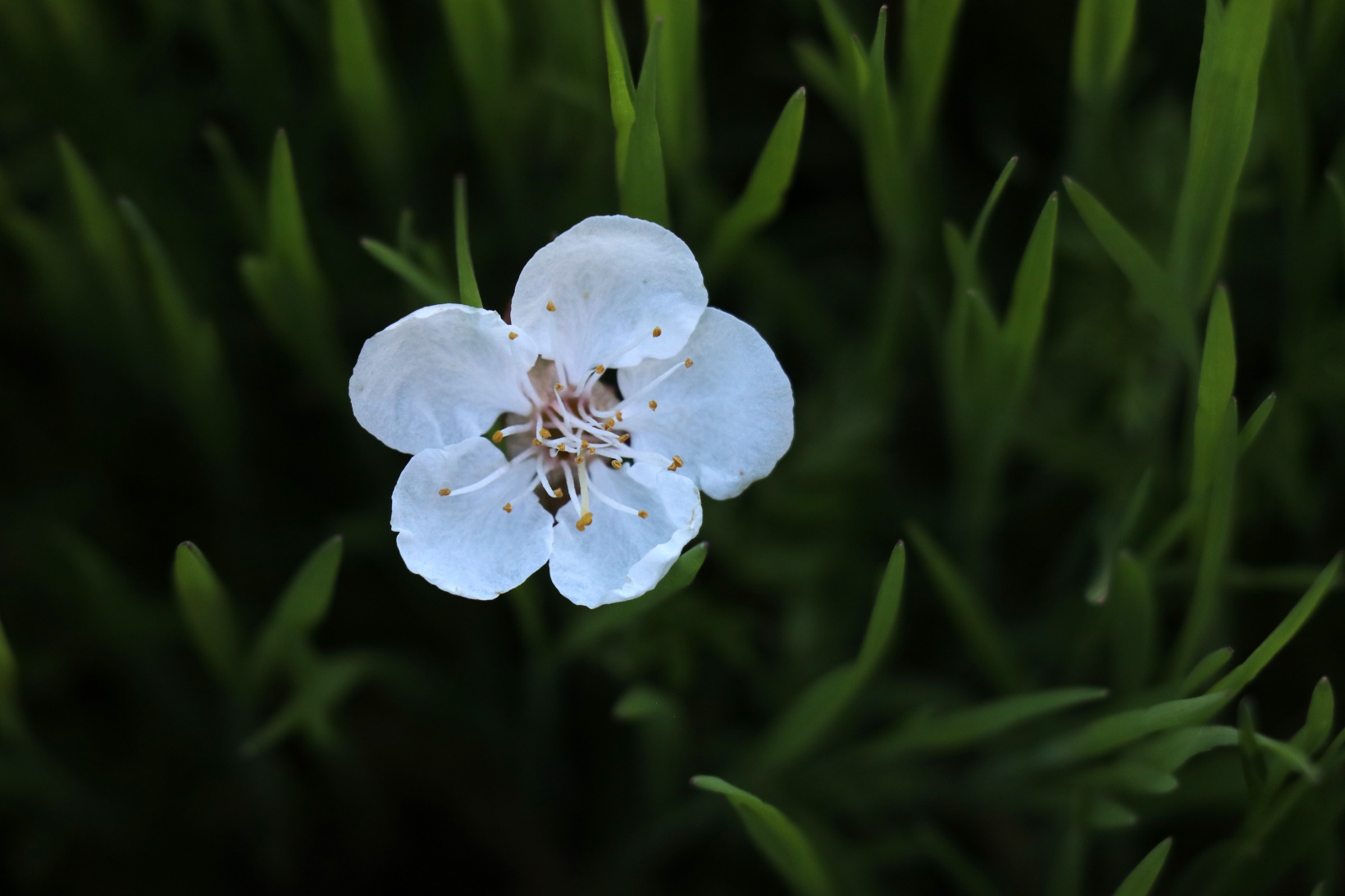 Tarihi mahallede bahar güzelliği | Süleymaniye çiçek açtı 1