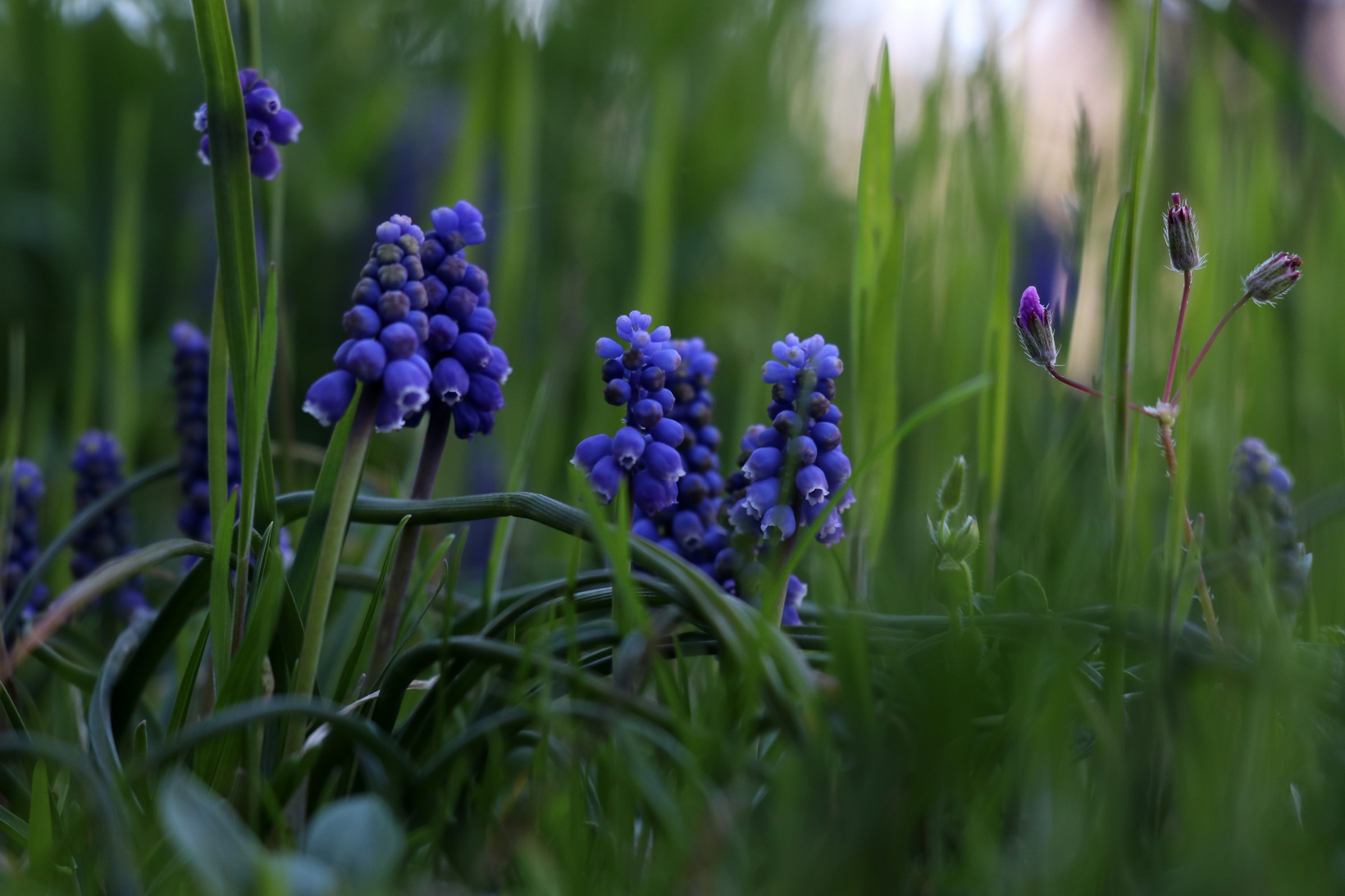Tarihi mahallede bahar güzelliği | Süleymaniye çiçek açtı 2
