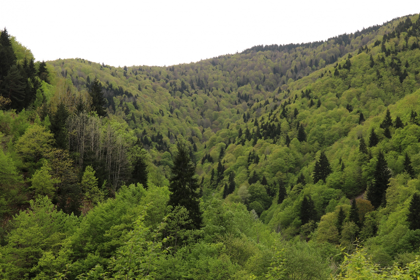 Gümüşhane'nin saklı cenneti Çağlayandibi Şelalesi baharla coştu 19
