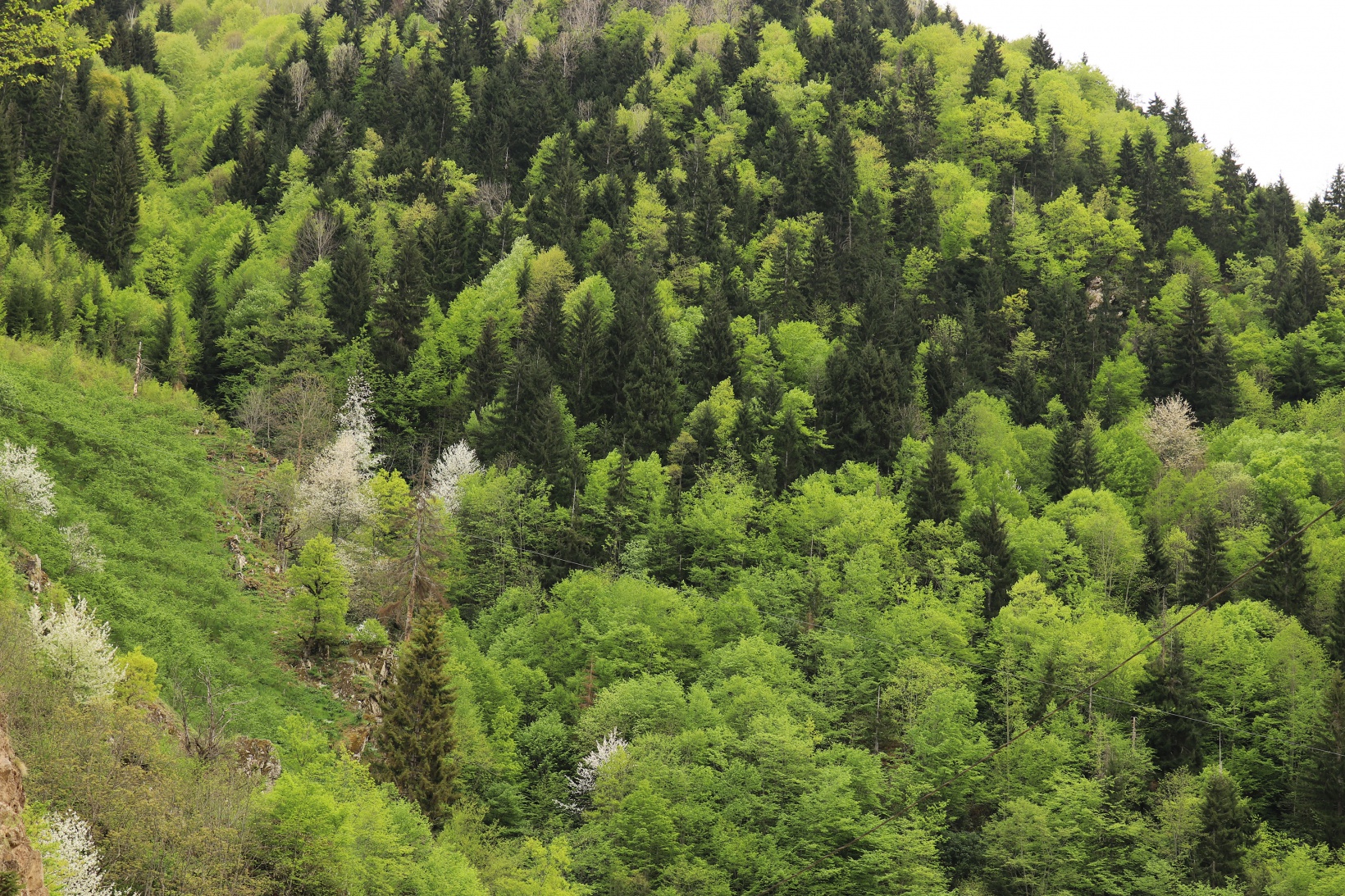 Gümüşhane'nin saklı cenneti Çağlayandibi Şelalesi baharla coştu 22