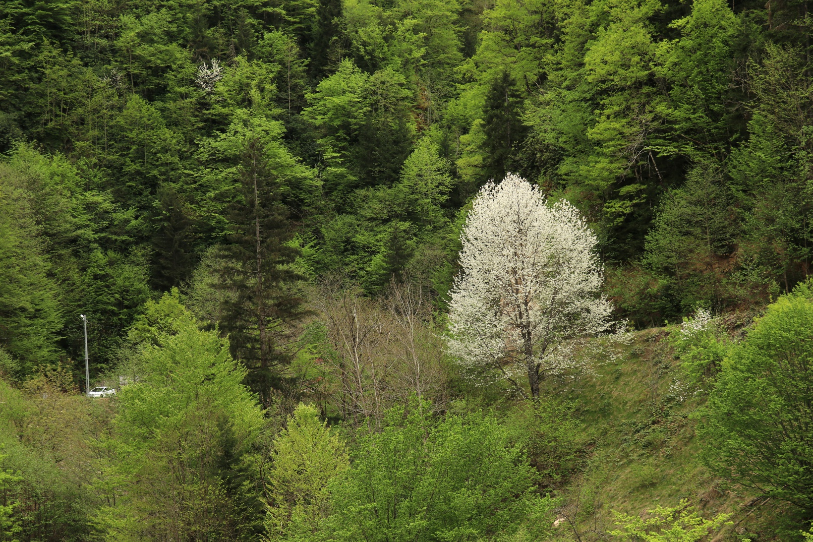 Gümüşhane'nin saklı cenneti Çağlayandibi Şelalesi baharla coştu 26
