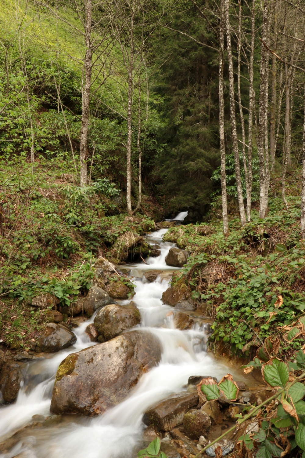 Gümüşhane'nin saklı cenneti Çağlayandibi Şelalesi baharla coştu 15