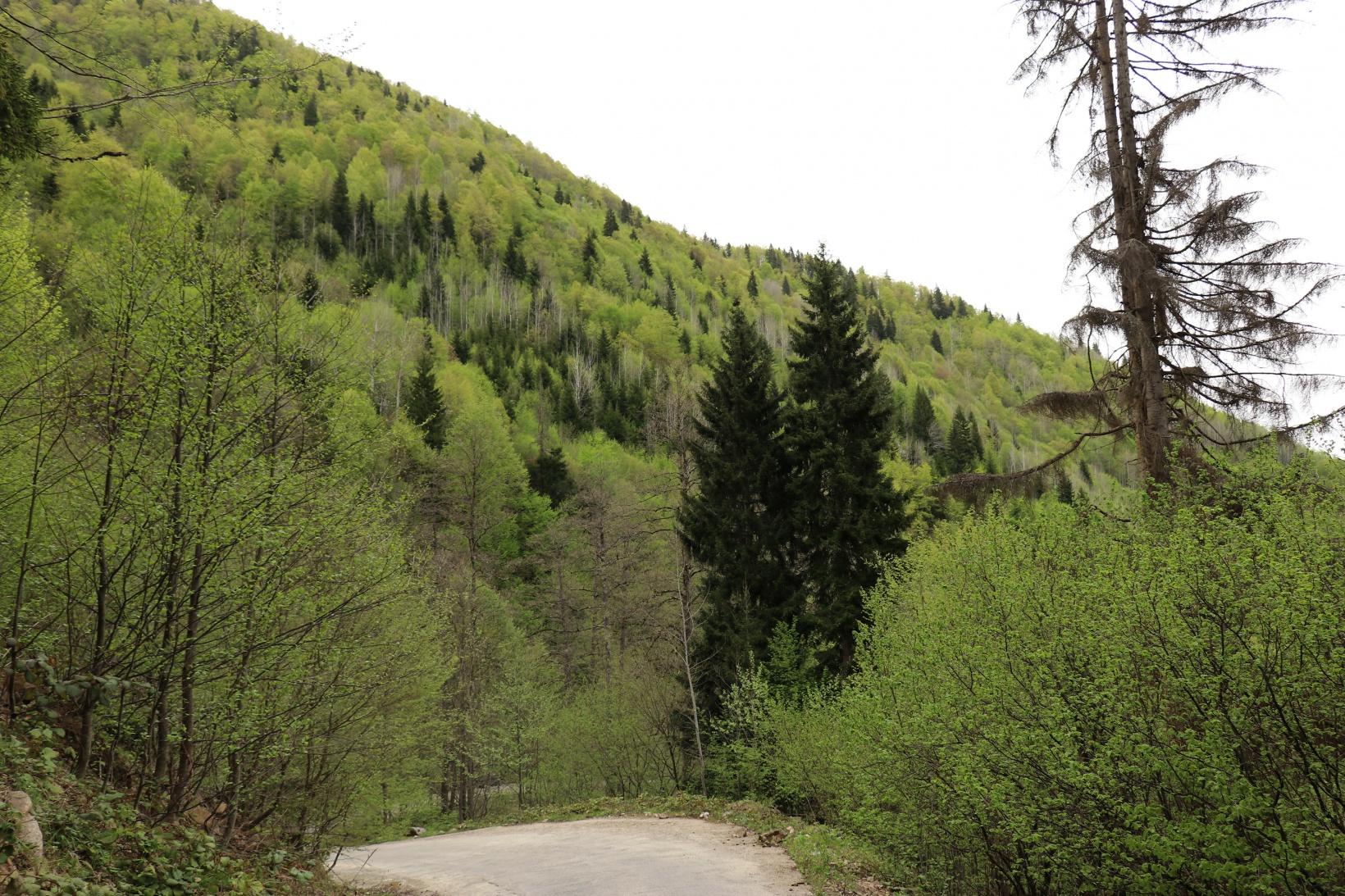 Gümüşhane'nin saklı cenneti Çağlayandibi Şelalesi baharla coştu 17