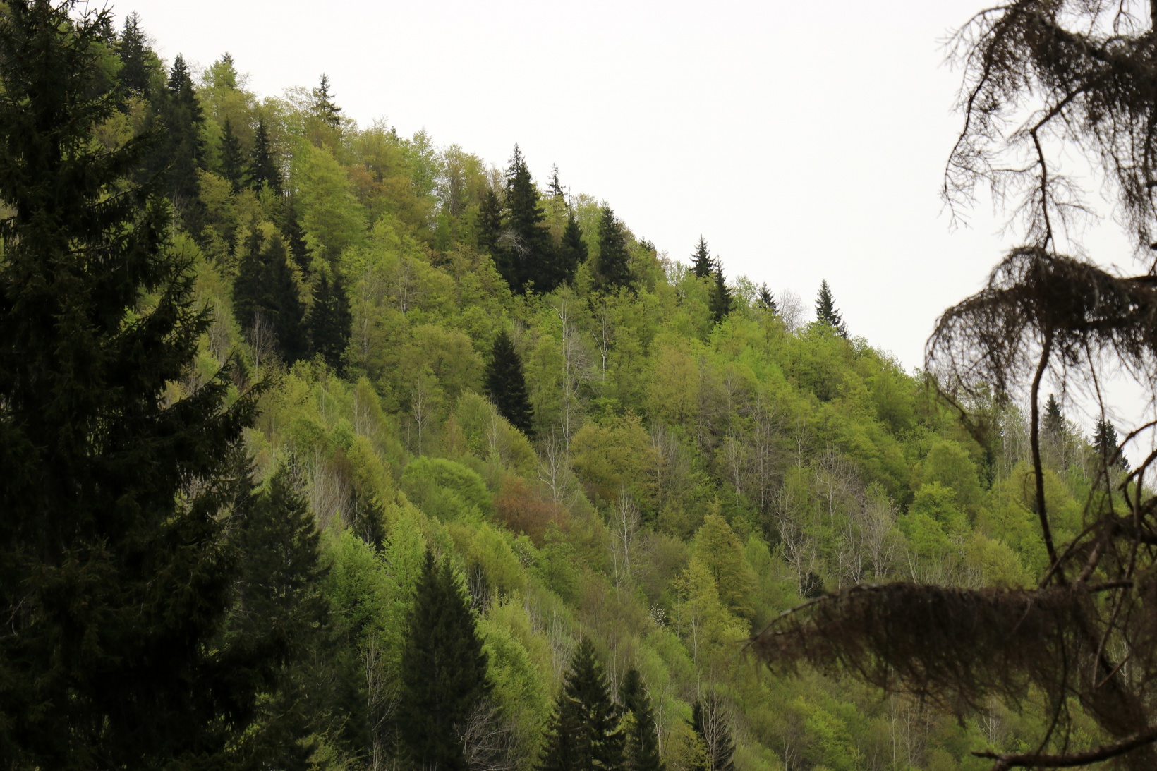 Gümüşhane'nin saklı cenneti Çağlayandibi Şelalesi baharla coştu 9