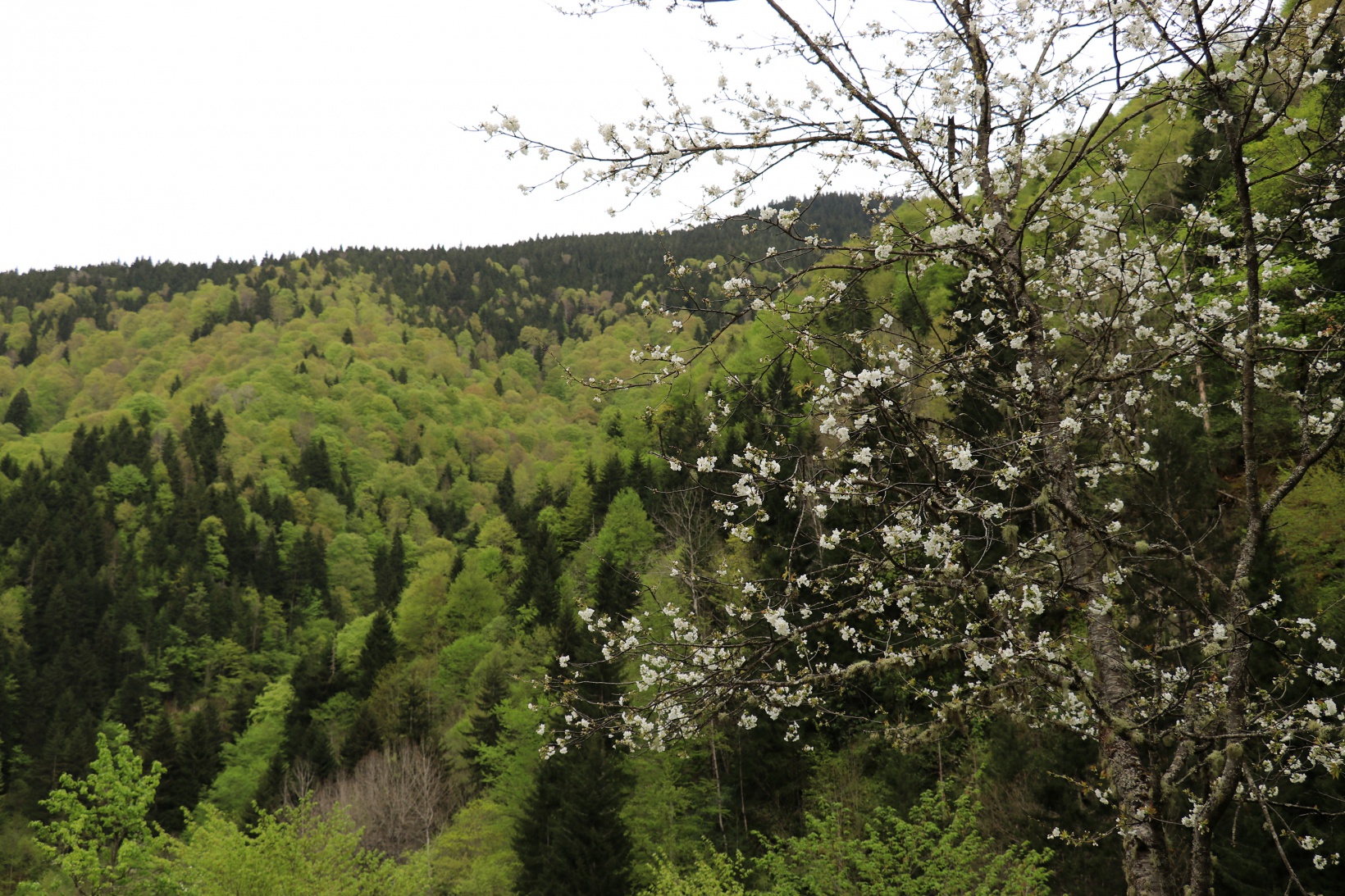 Gümüşhane'nin saklı cenneti Çağlayandibi Şelalesi baharla coştu 21