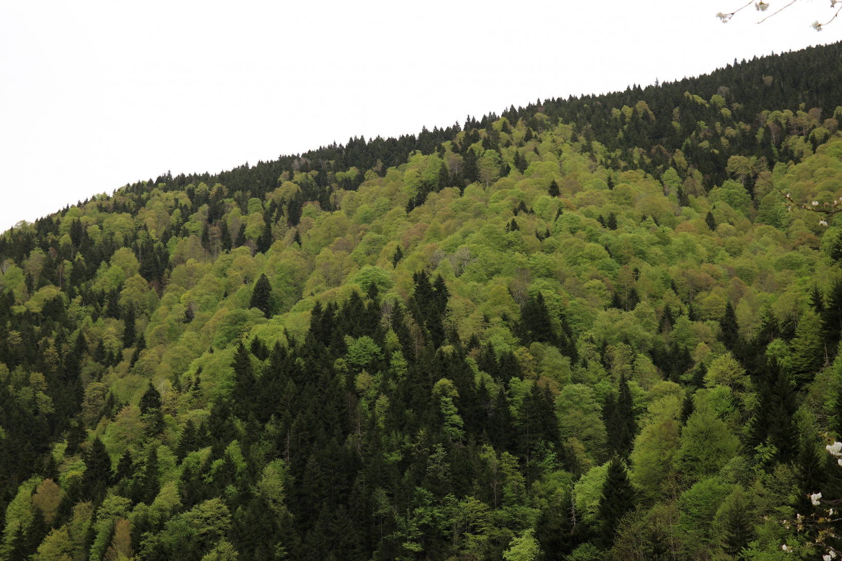 Gümüşhane'nin saklı cenneti Çağlayandibi Şelalesi baharla coştu 14