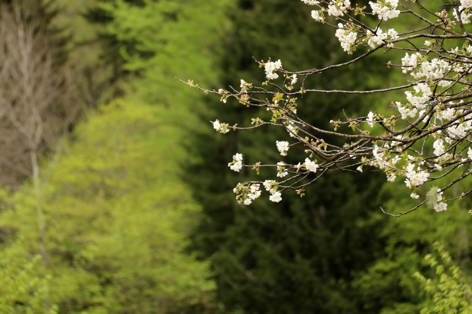 Gümüşhane'nin saklı cenneti Çağlayandibi Şelalesi baharla coştu 6