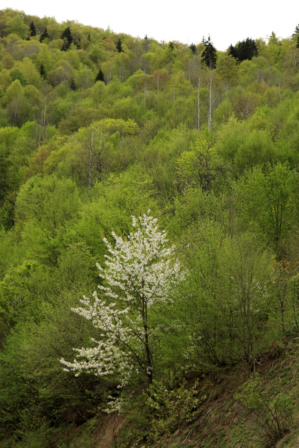 Gümüşhane'nin saklı cenneti Çağlayandibi Şelalesi baharla coştu 13