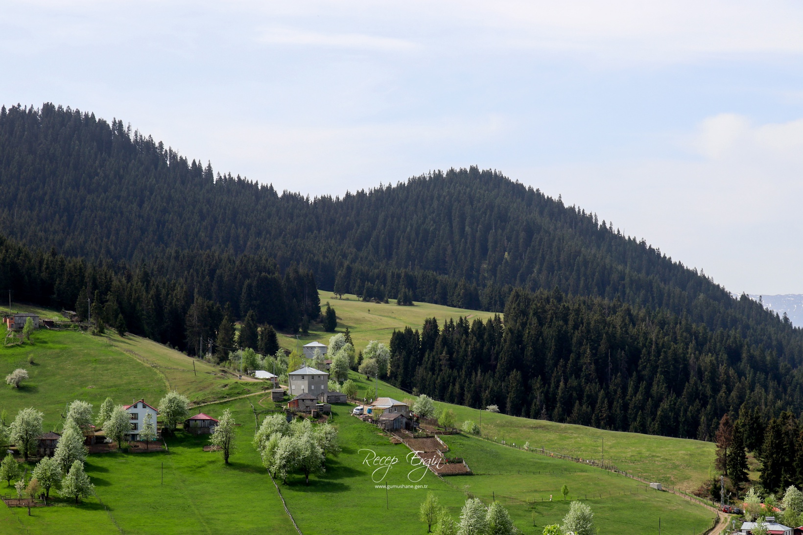 Gümüşhane'de mavi sümbüller arasında doğa yürüyüşü 9