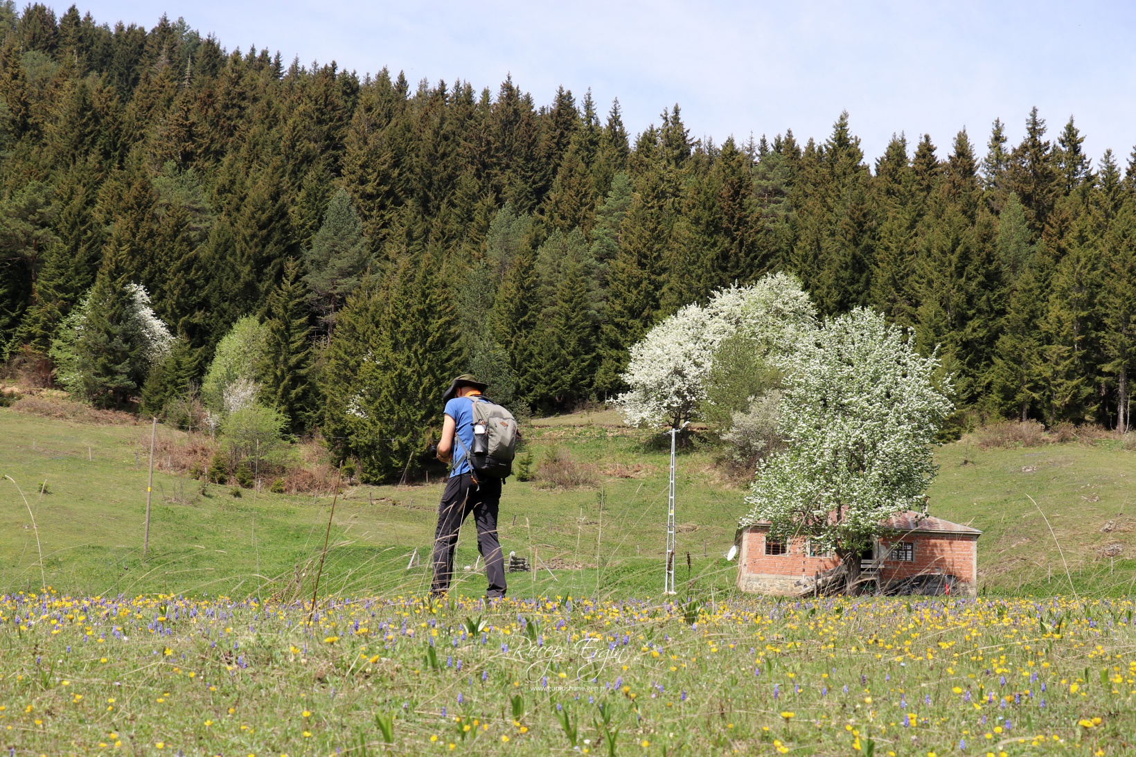 Gümüşhane'de mavi sümbüller arasında doğa yürüyüşü 30