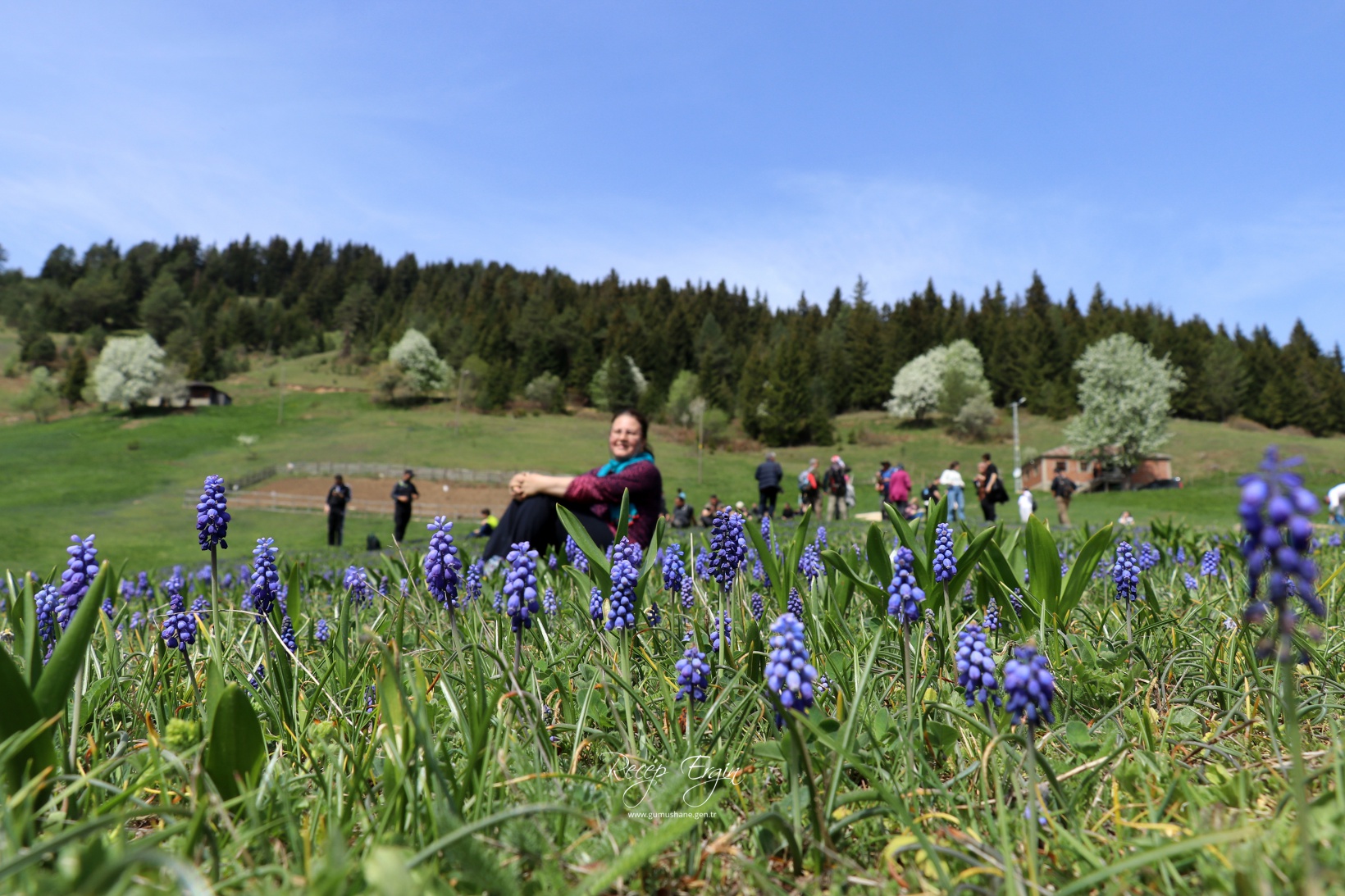 Gümüşhane'de mavi sümbüller arasında doğa yürüyüşü 5