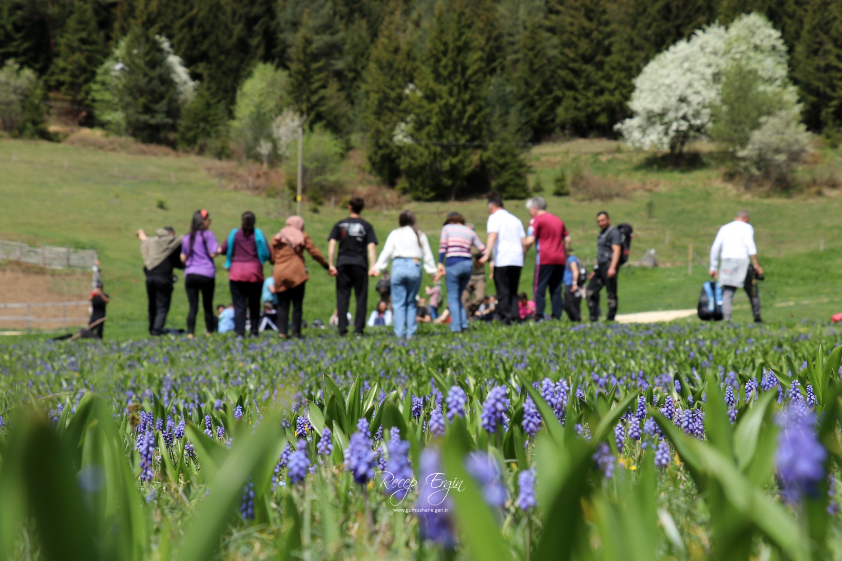Gümüşhane'de mavi sümbüller arasında doğa yürüyüşü 3