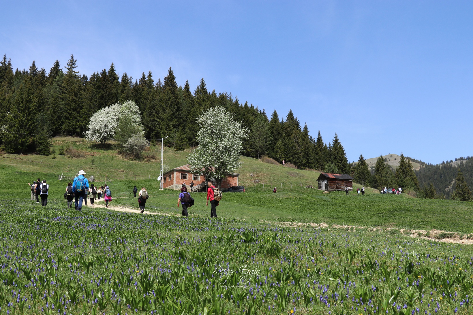 Gümüşhane'de mavi sümbüller arasında doğa yürüyüşü 34