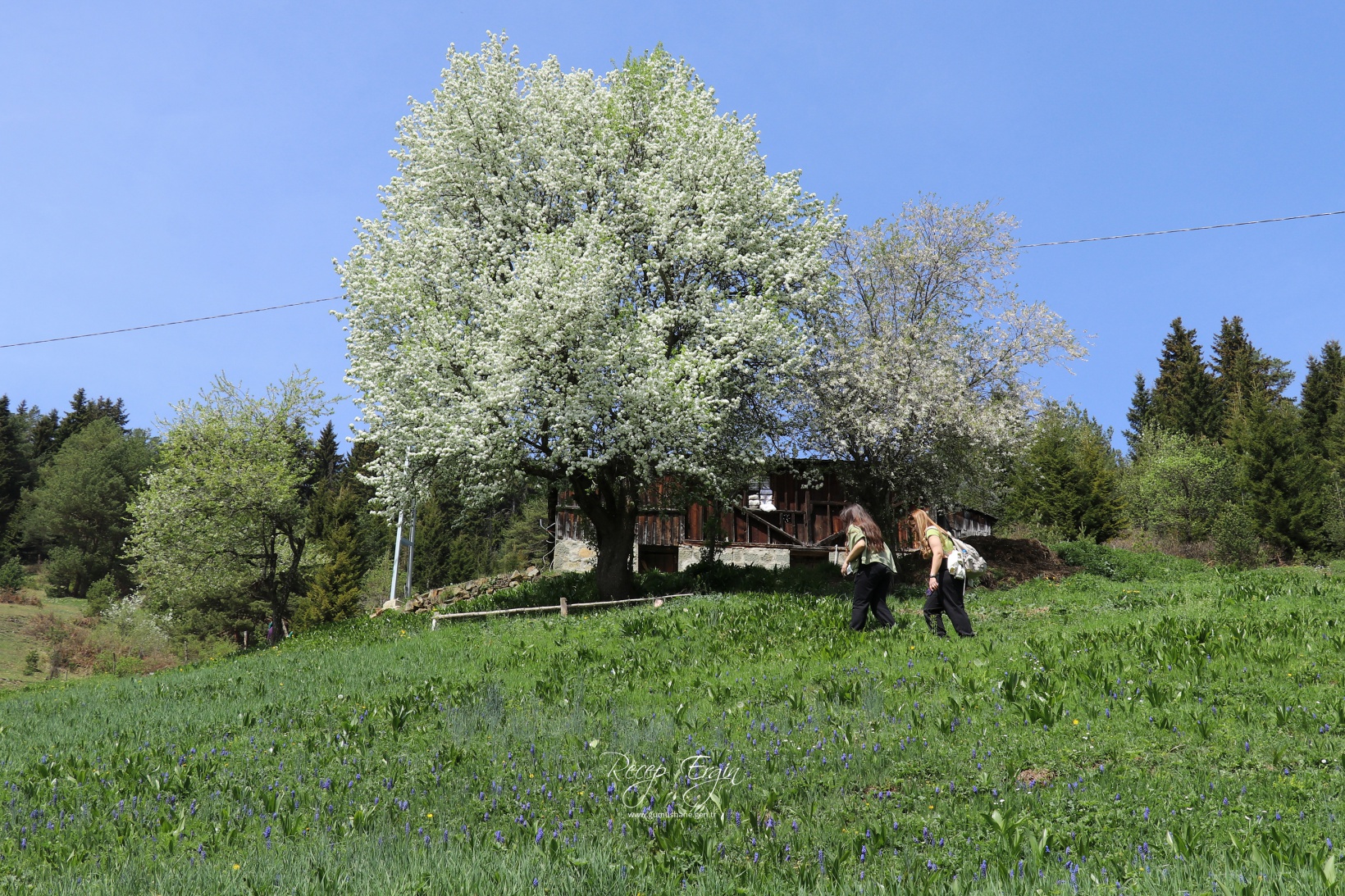Gümüşhane'de mavi sümbüller arasında doğa yürüyüşü 27