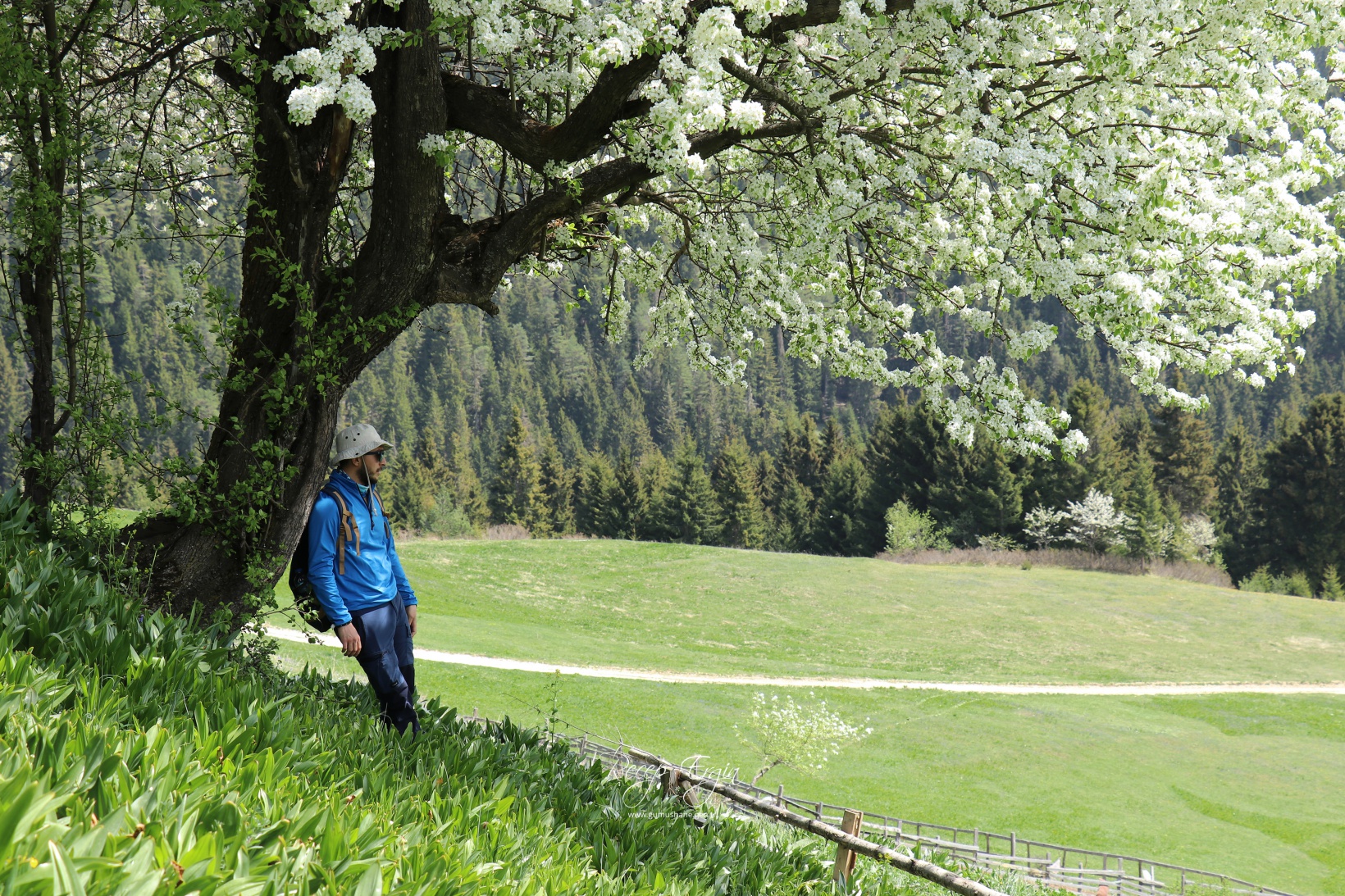 Gümüşhane'de mavi sümbüller arasında doğa yürüyüşü 29