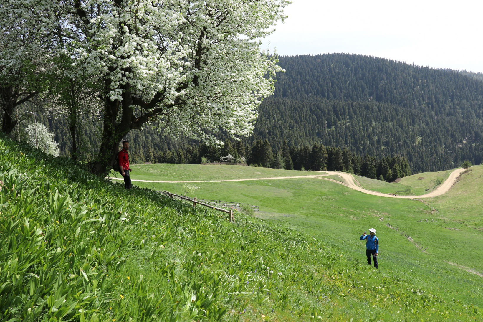 Gümüşhane'de mavi sümbüller arasında doğa yürüyüşü 32