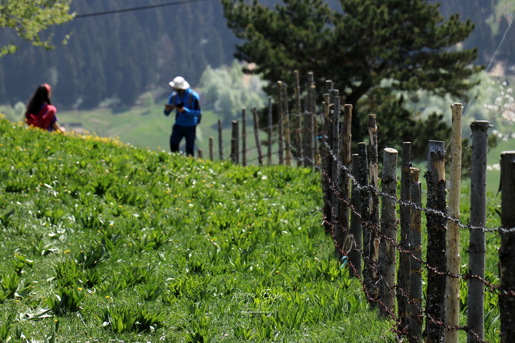 Gümüşhane'de mavi sümbüller arasında doğa yürüyüşü 10