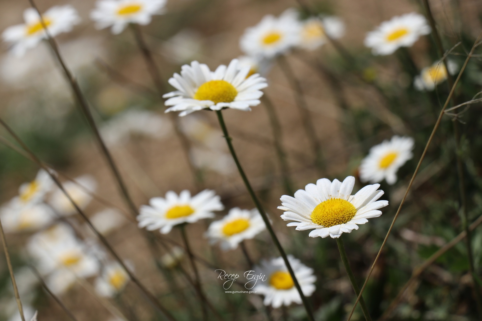 Gümüşhane'de mavi sümbüller arasında doğa yürüyüşü 1