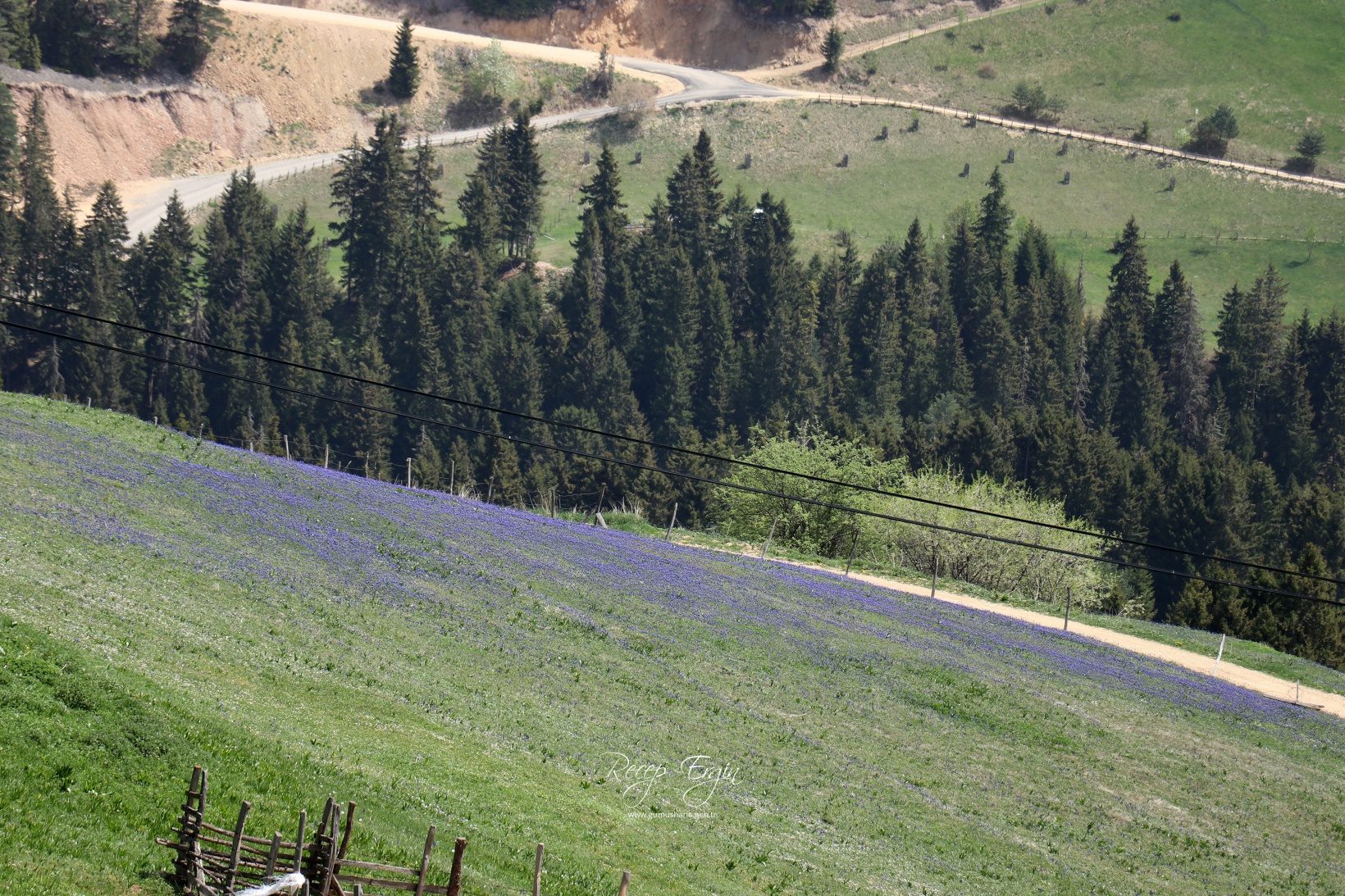 Gümüşhane'de mavi sümbüller arasında doğa yürüyüşü 35