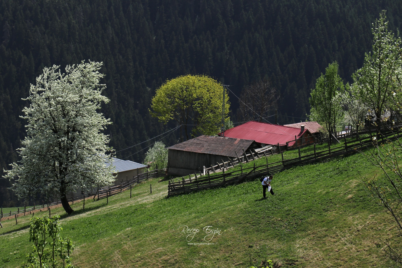 Gümüşhane'de mavi sümbüller arasında doğa yürüyüşü 26
