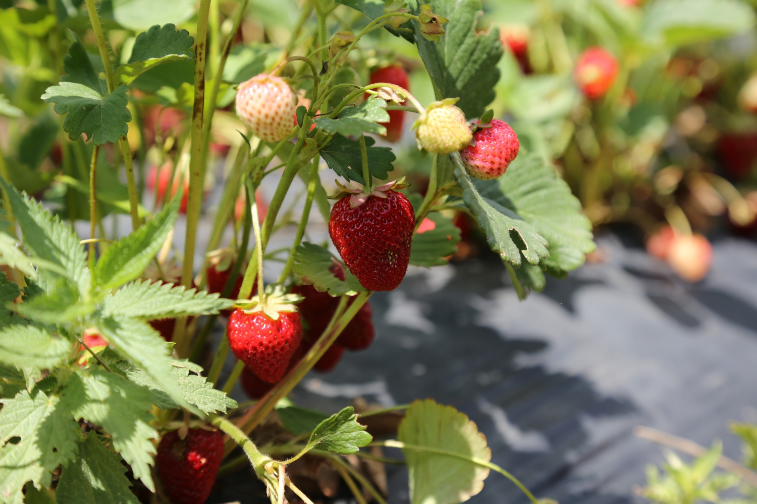 Tavsiye üzerine başladılar şimdi siparişlere yetişemiyorlar 3