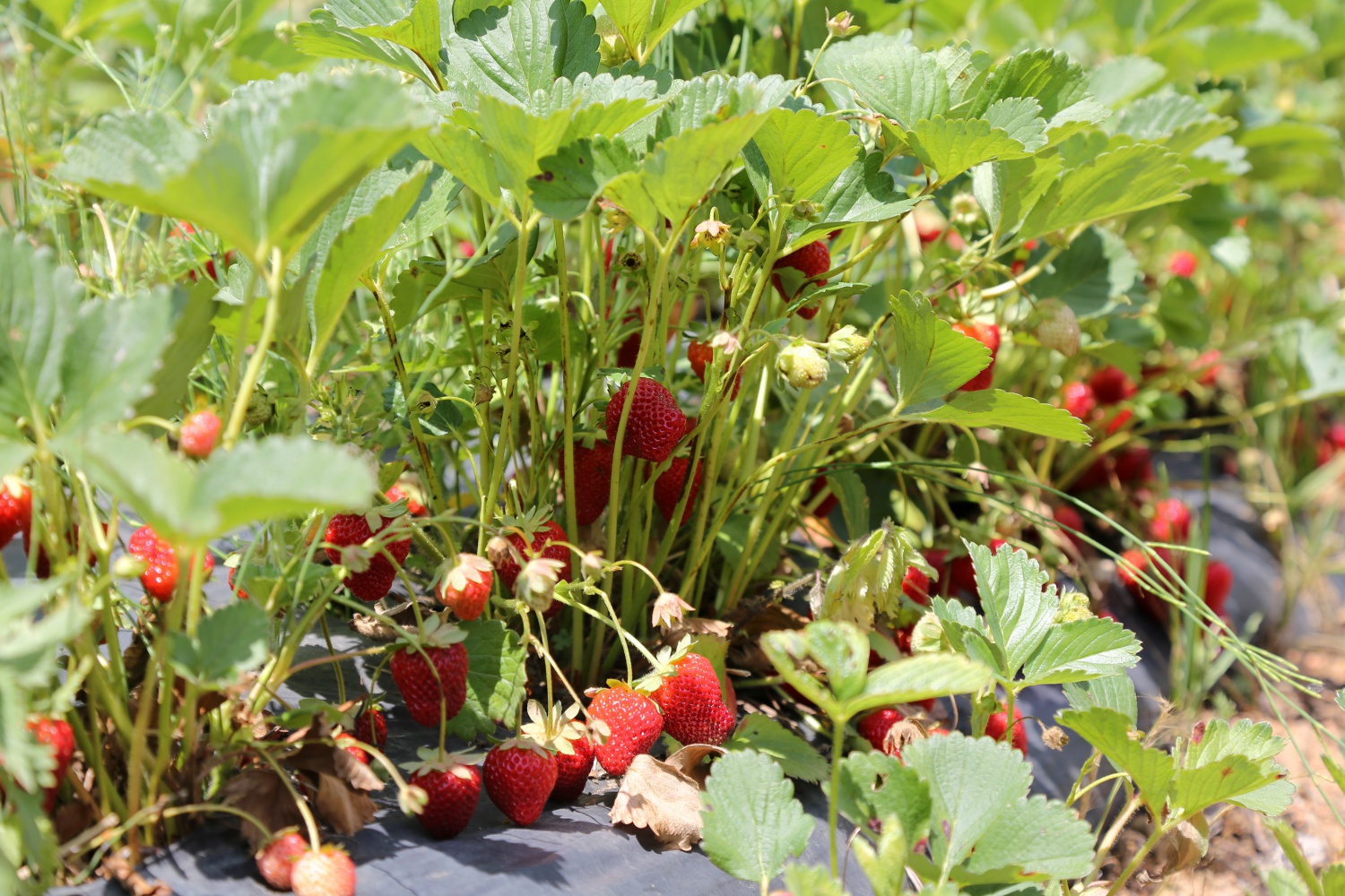 Tavsiye üzerine başladılar şimdi siparişlere yetişemiyorlar 15