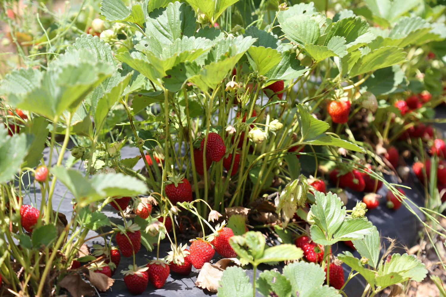 Tavsiye üzerine başladılar şimdi siparişlere yetişemiyorlar 16