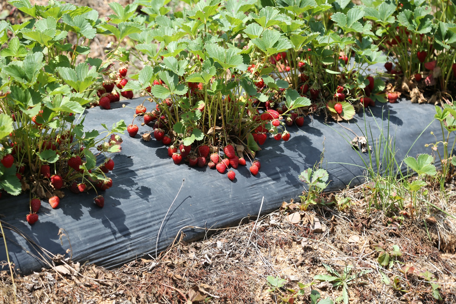 Tavsiye üzerine başladılar şimdi siparişlere yetişemiyorlar 30