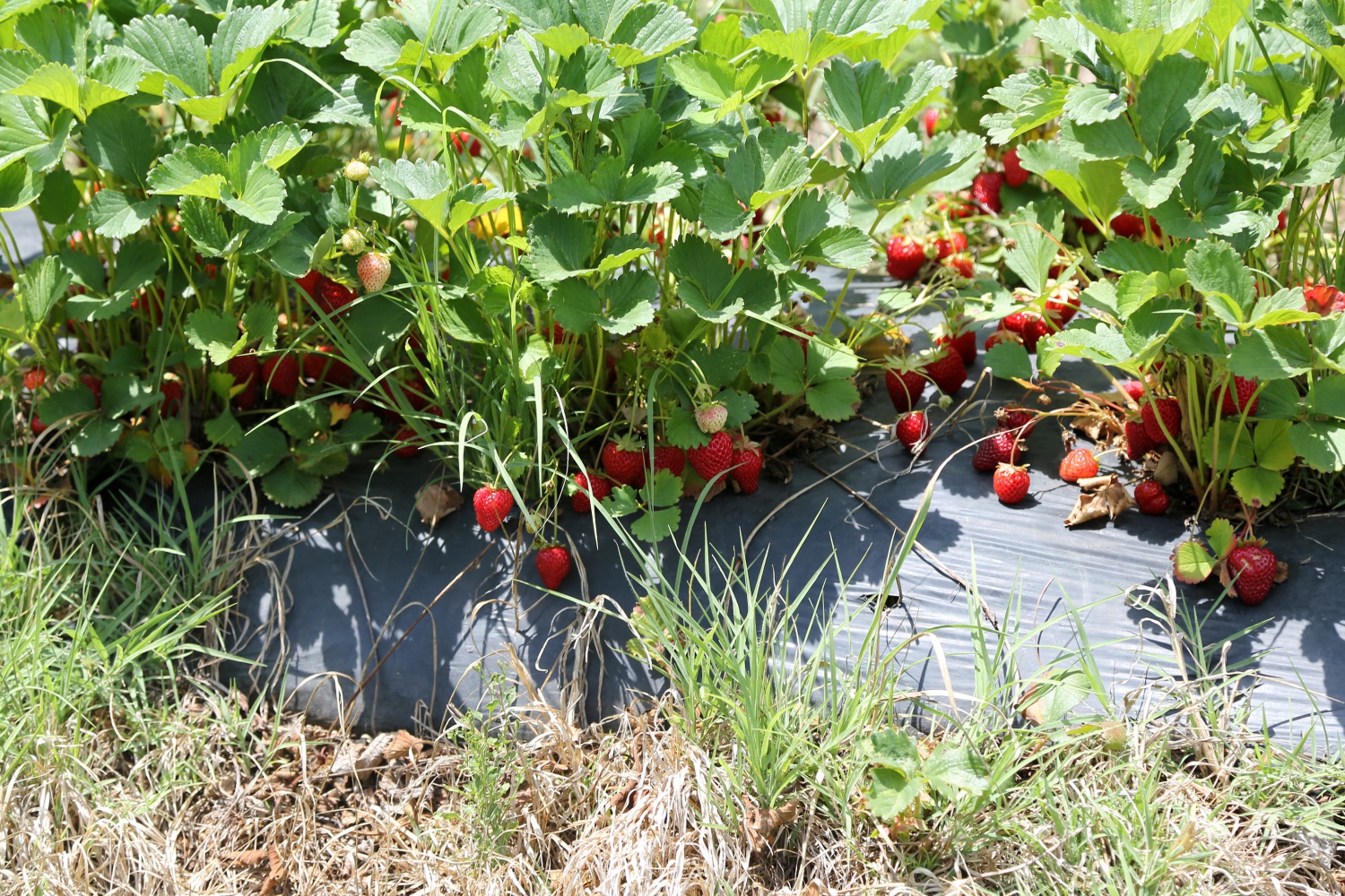 Tavsiye üzerine başladılar şimdi siparişlere yetişemiyorlar 25