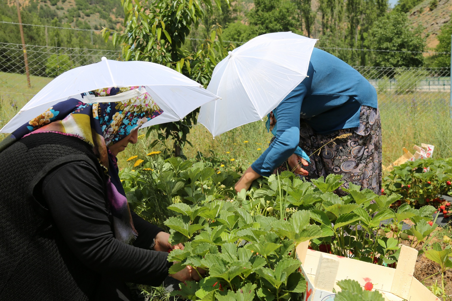 Tavsiye üzerine başladılar şimdi siparişlere yetişemiyorlar 22