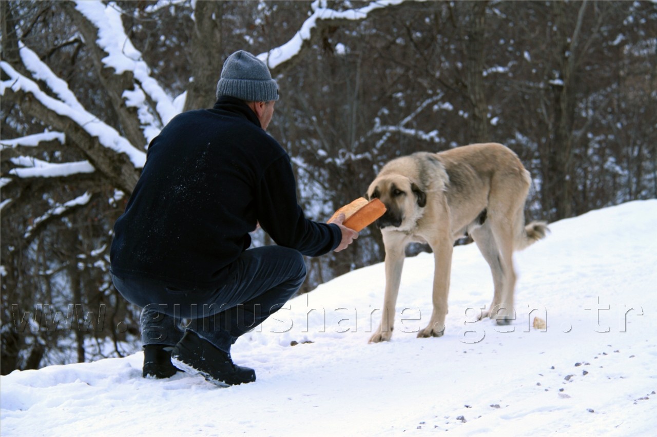TEMA Yaban Hayatına Sahip Çıktı 5
