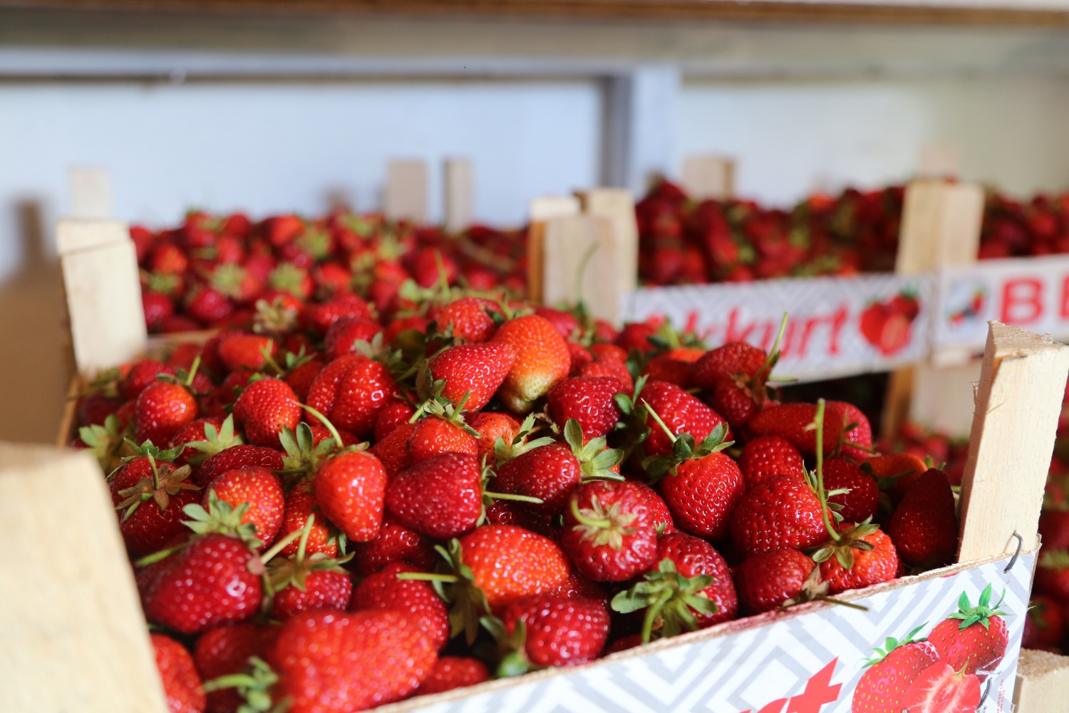 Tavsiye üzerine başladılar şimdi siparişlere yetişemiyorlar 5