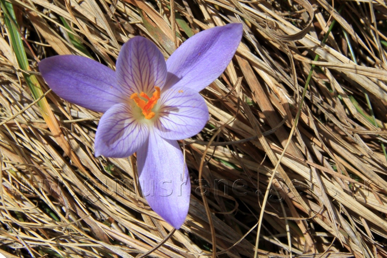 Gümüşhaneli Dağcılardan Sonbahar Yürüyüşü 6