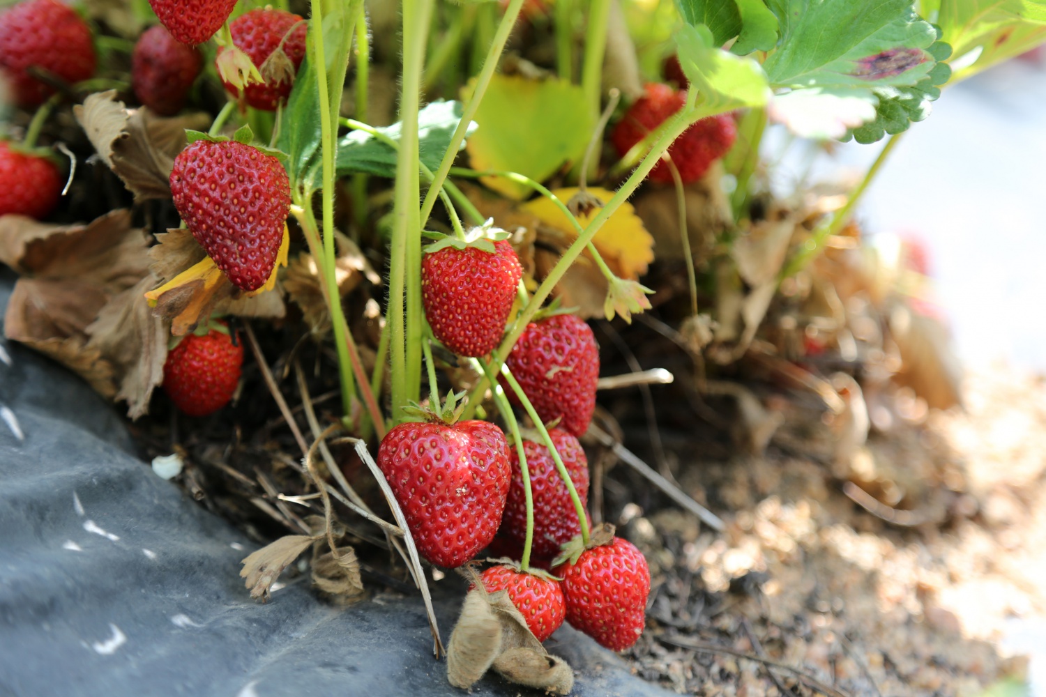 Tavsiye üzerine başladılar şimdi siparişlere yetişemiyorlar 8