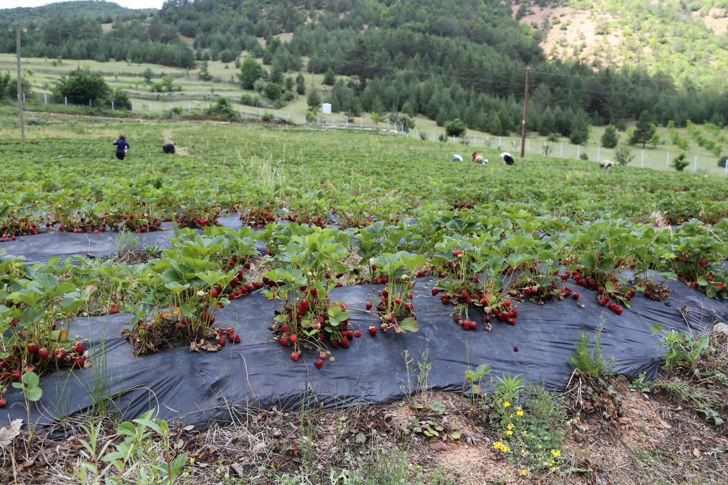 Tavsiye üzerine başladılar şimdi siparişlere yetişemiyorlar 34
