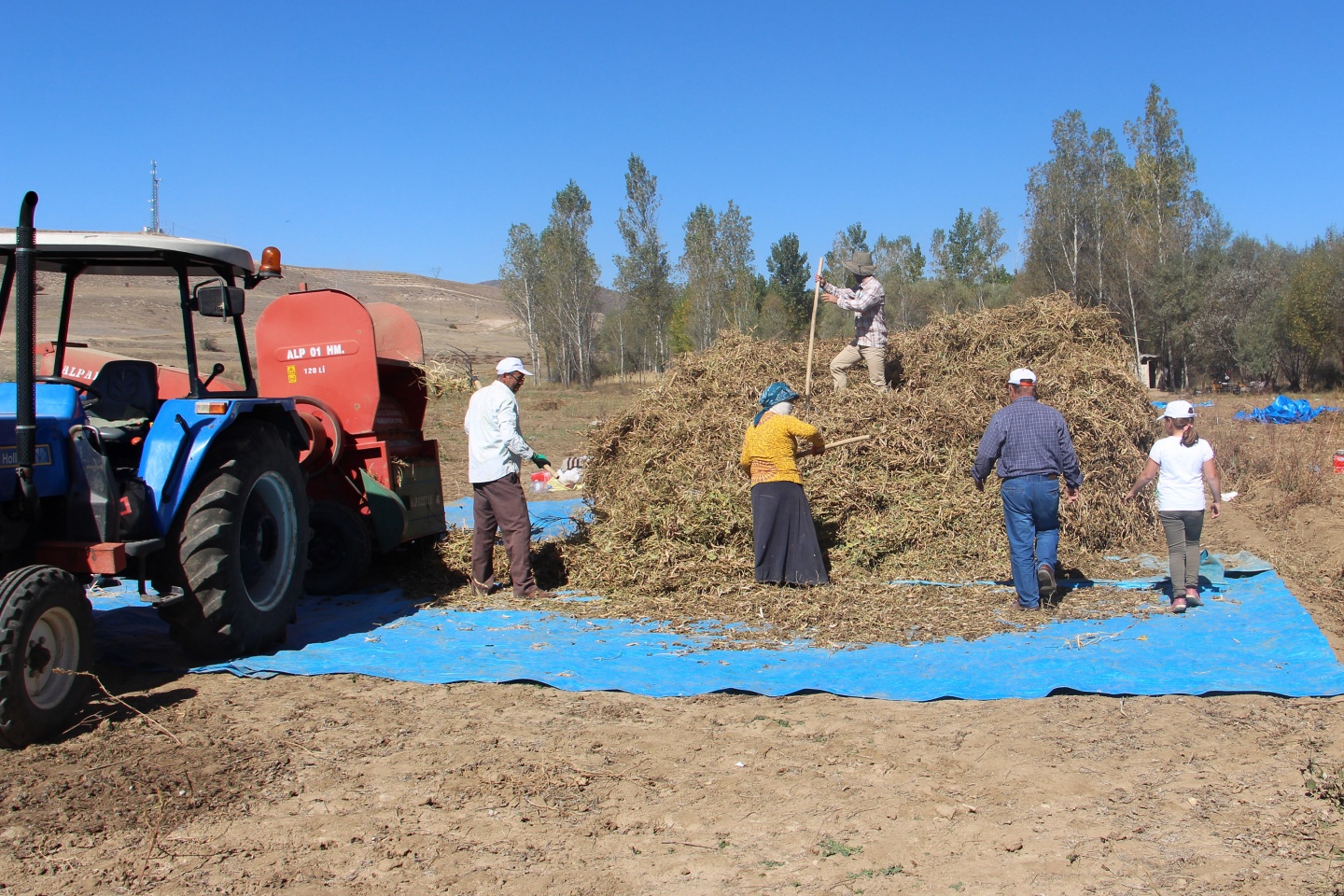 Köse’nin yeni gelir kapısı kuru fasulye oldu 1