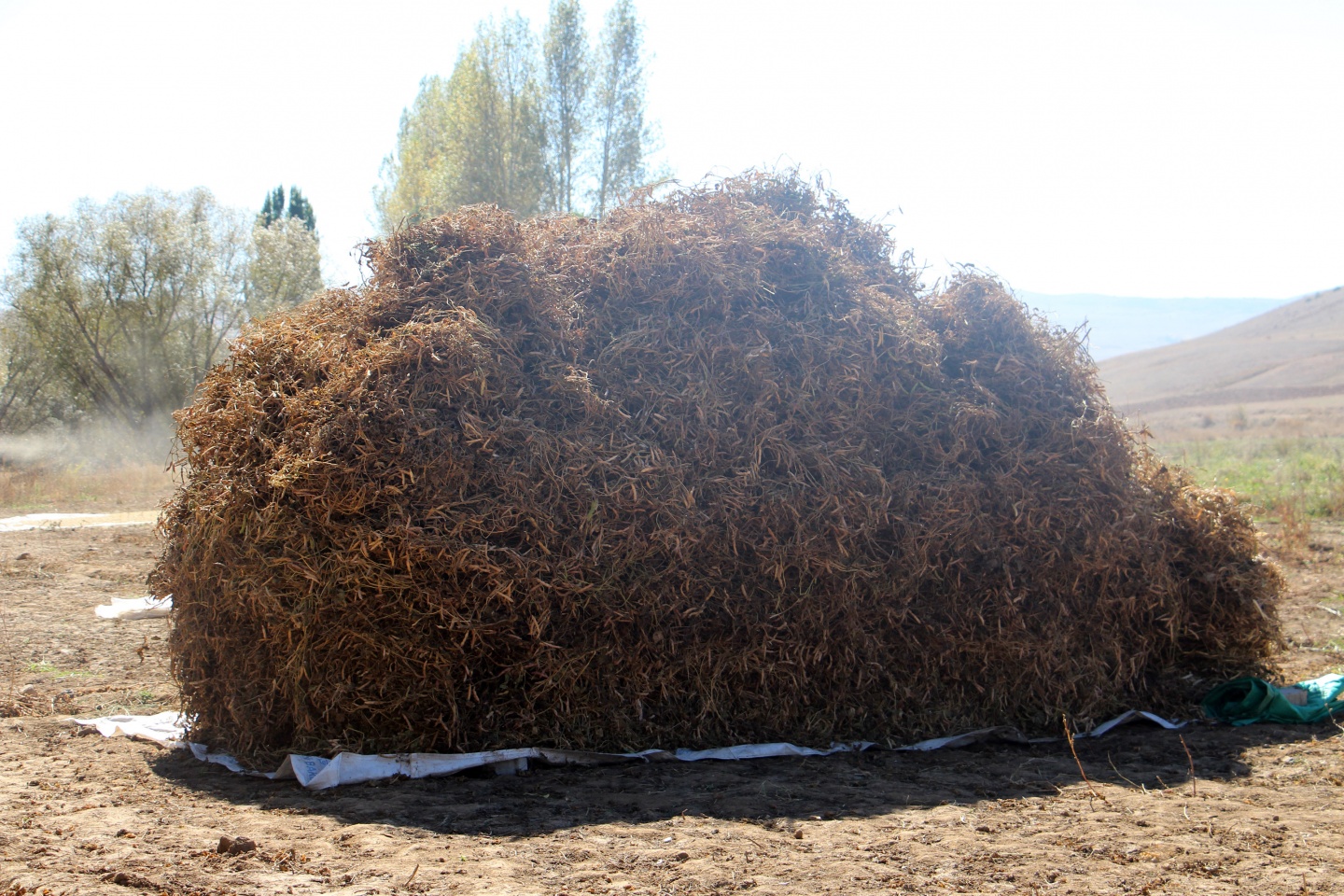 Köse’nin yeni gelir kapısı kuru fasulye oldu 4