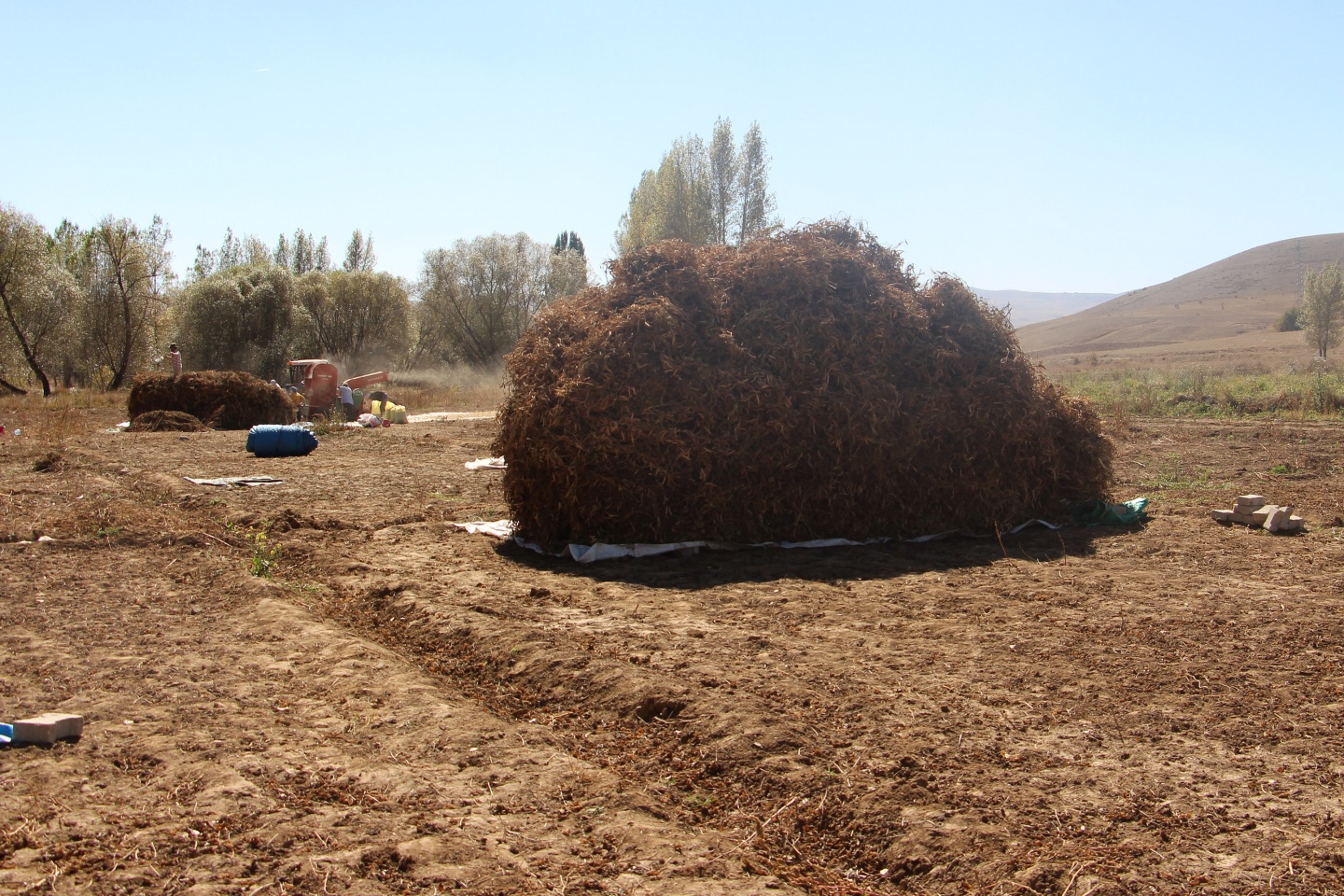 Köse’nin yeni gelir kapısı kuru fasulye oldu 3
