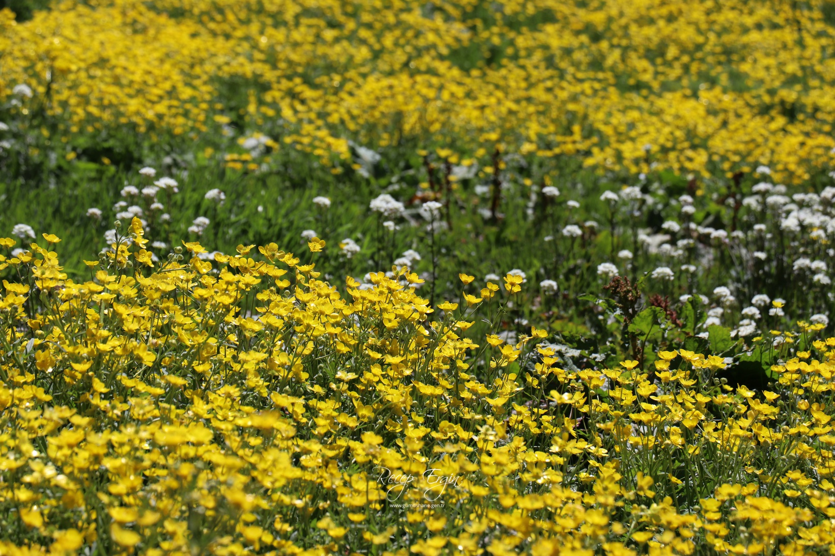 Abdalmusa Zirvesi'nin eteklerinde bir doğa harikası: Dulağa Yaylası 8