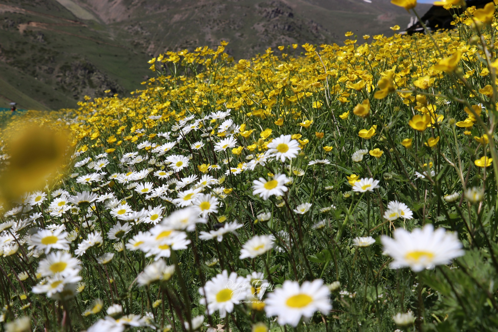 Abdalmusa Zirvesi'nin eteklerinde bir doğa harikası: Dulağa Yaylası 9