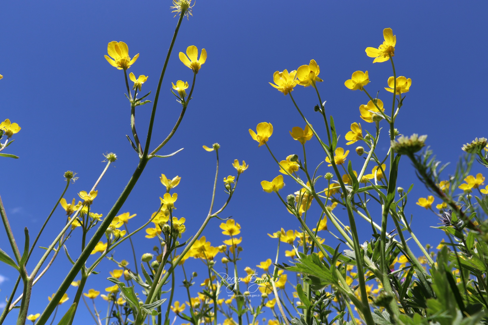 Abdalmusa Zirvesi'nin eteklerinde bir doğa harikası: Dulağa Yaylası 5